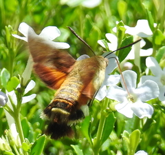 Macroglossum trochilus