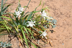 Pancratium maritimum