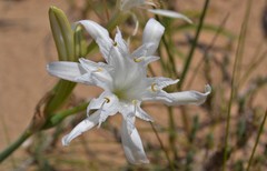 Pancratium maritimum