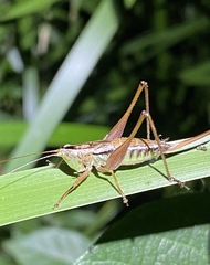 Conocephalus semivittatus