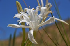 Pancratium maritimum