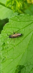 Allantus cinctus