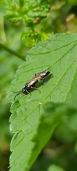 Allantus cinctus