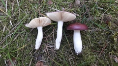 Russula caerulea