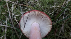 Russula caerulea