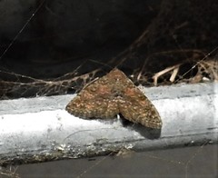 Metalectra diabolica