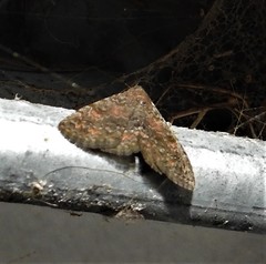 Metalectra diabolica