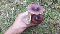 Russula caerulea
