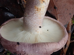 Leucopaxillus lilacinus