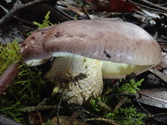 Leucopaxillus lilacinus