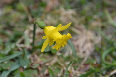 Narcissus minor asturiensis