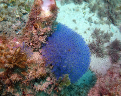 Clavelina australis