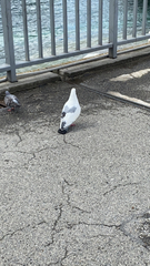 Columba livia domestica