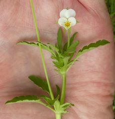 Viola arvensis