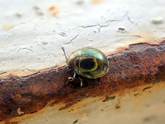 Lamprobyrrhulus nitidus