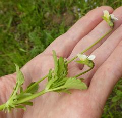 Viola arvensis