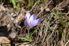 Crocus carpetanus