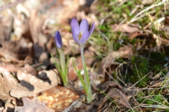 Crocus carpetanus