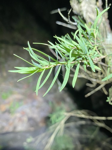 Melaleuca linariifolia