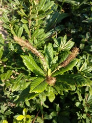 Lithocarpus quercifolius