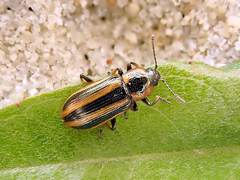 Prasocuris phellandrii