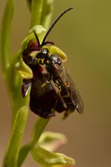 Argogorytes mystaceus