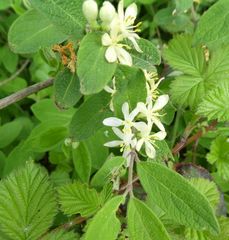 Lonicera