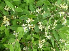 Lonicera