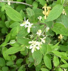 Lonicera