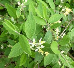 Lonicera