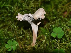 Craterellus undulatus