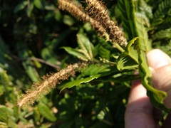 Lithocarpus quercifolius