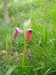 Serapias cordigera