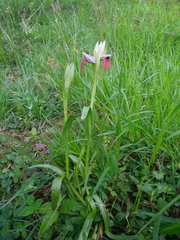 Serapias cordigera