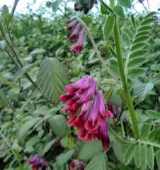 Vicia benghalensis