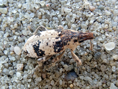 Bothynoderes affinis