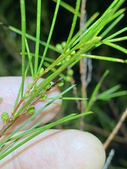 Acacia quadrilateralis