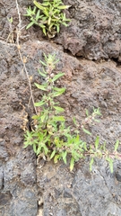 Forsskaolea angustifolia