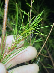 Acacia quadrilateralis