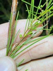 Acacia quadrilateralis