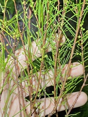 Acacia quadrilateralis