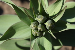 Fritillaria pallidiflora