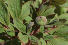 Paeonia chamaeleon