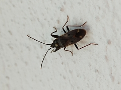 Eremocoris abietis