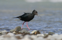 Himantopus novaezelandiae