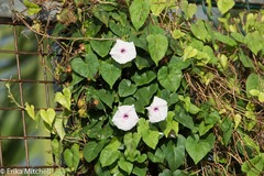 Ipomoea sagittifolia