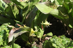 Erythronium tuolumnense