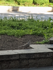 Streptopelia decaocto