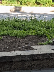 Streptopelia decaocto