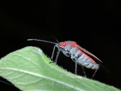 Leptocoris vicinus